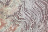 Polished, Neoproterozoic Stromatolite (Conophyton) - Morocco #276107-1